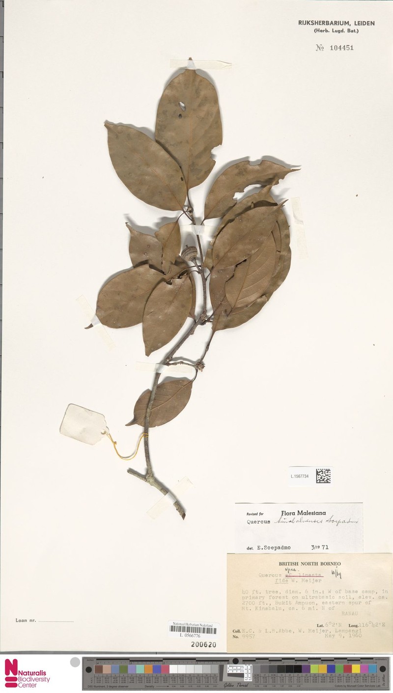 Quercus kinabaluensis photo 8