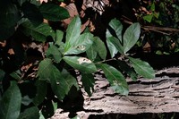 Quercus kingiana