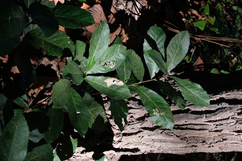 Quercus kingiana