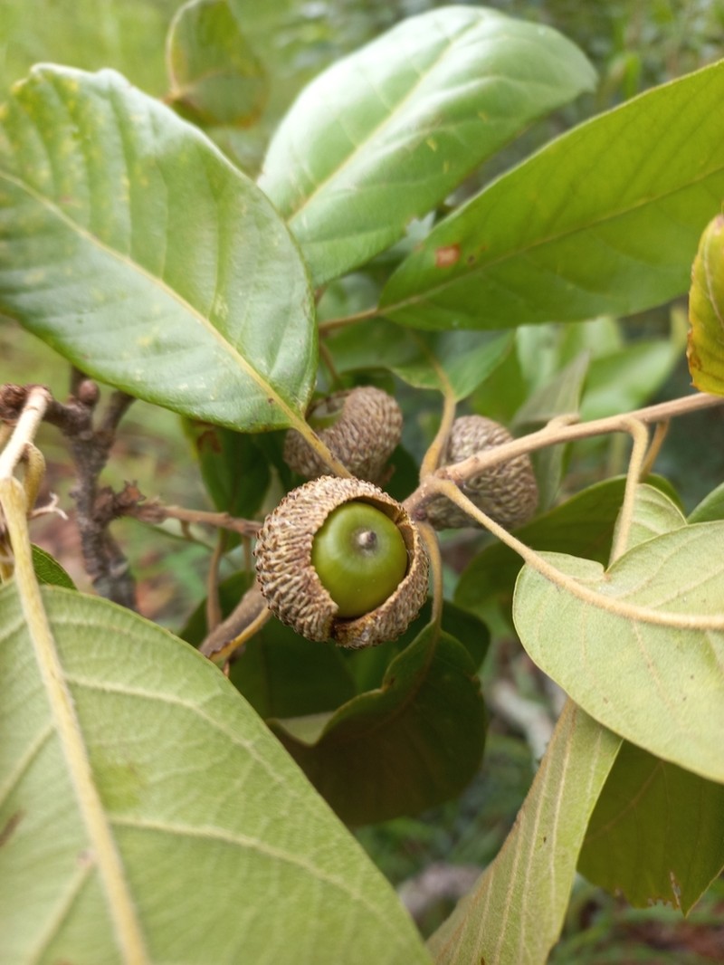 Quercus kingiana photo 2