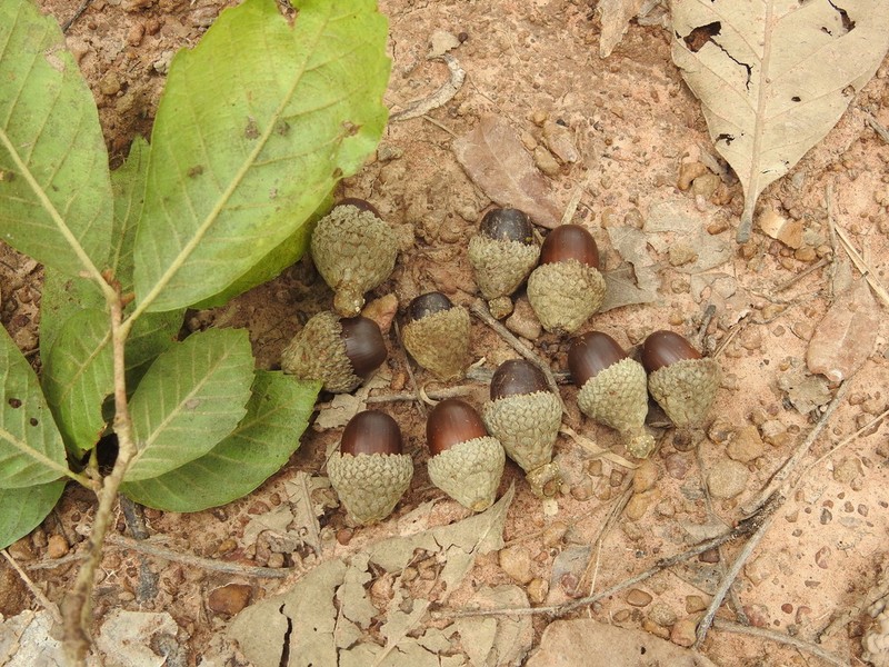 Quercus kingiana photo 3
