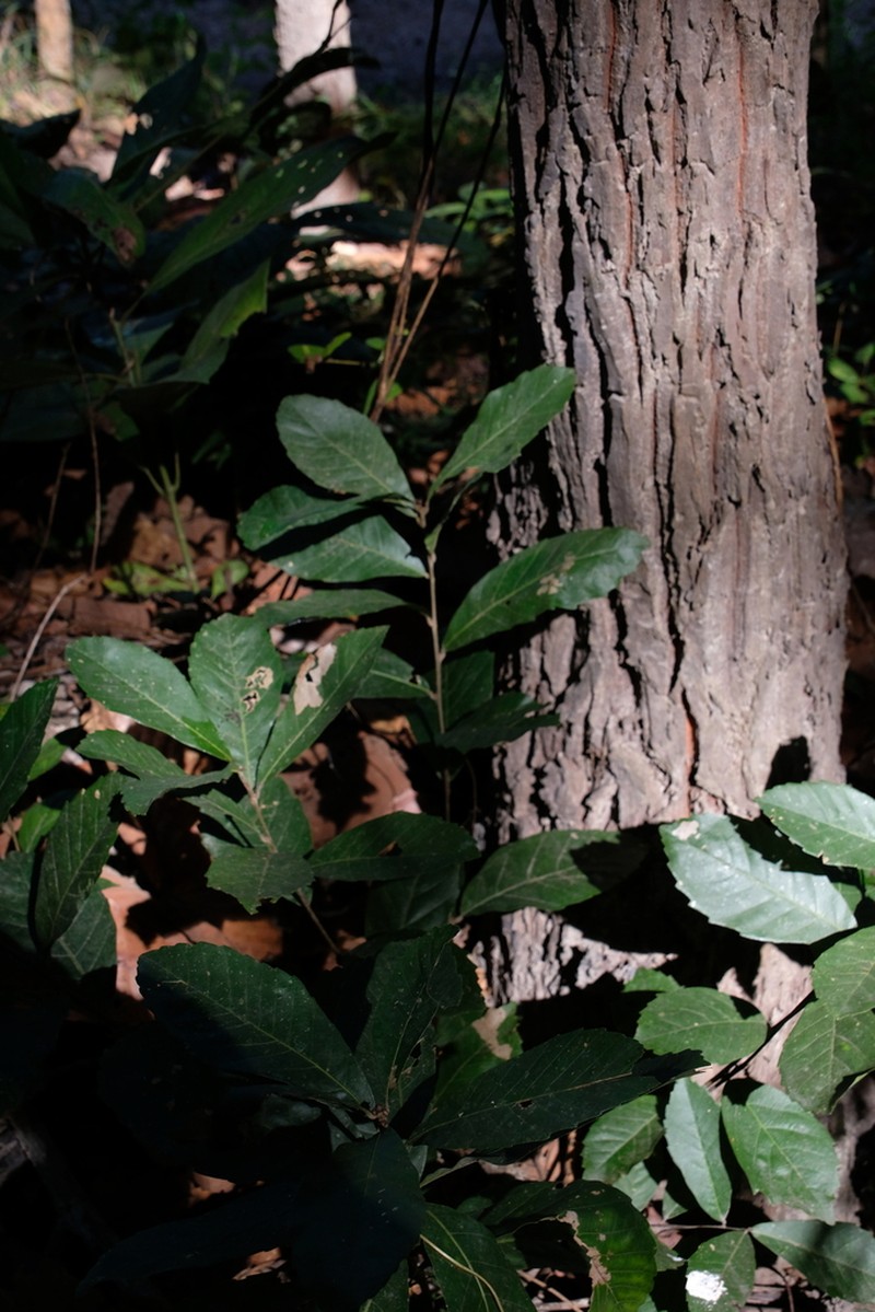 Quercus kingiana photo 4