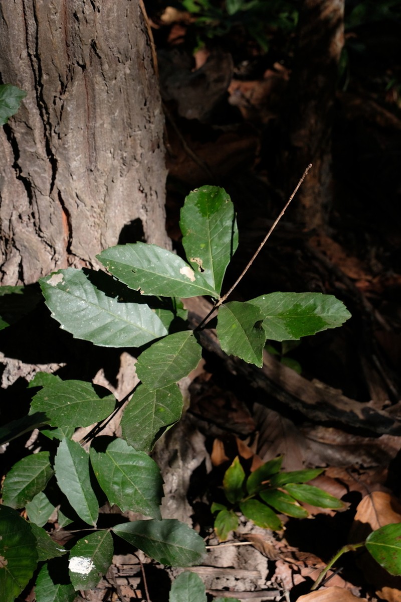Quercus kingiana photo 5