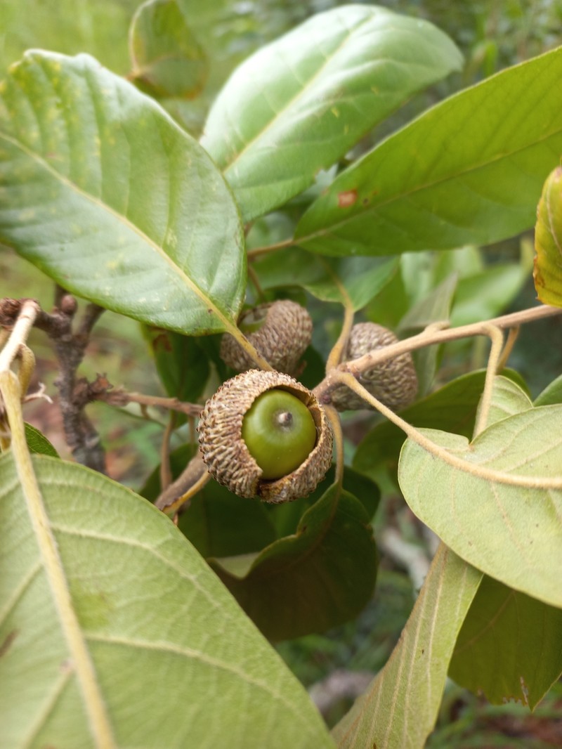 Quercus kingiana photo 6
