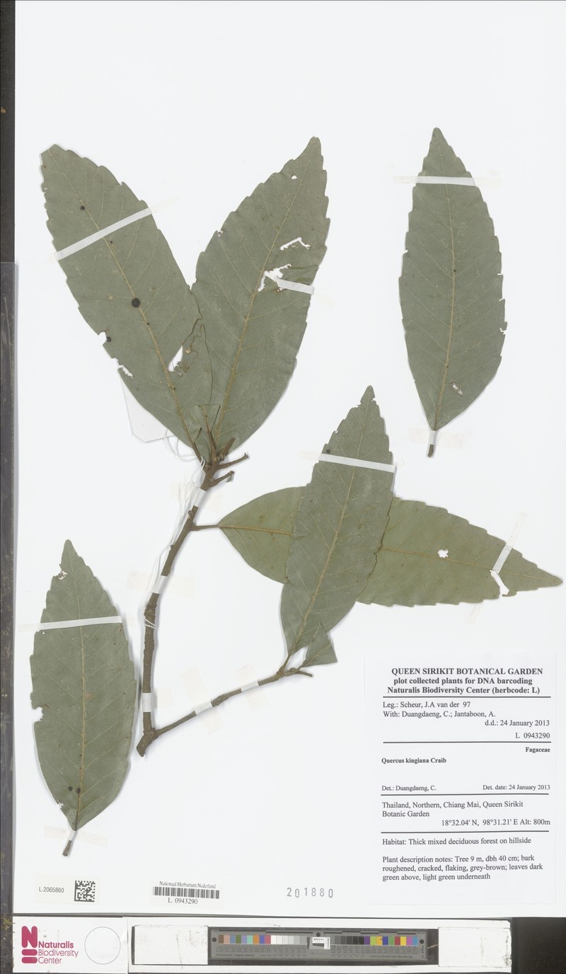 Quercus kingiana photo 7