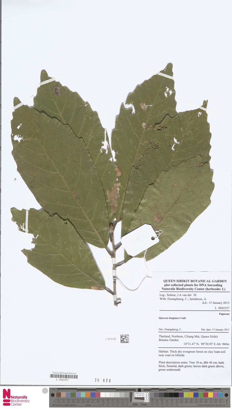 Quercus kingiana photo 8