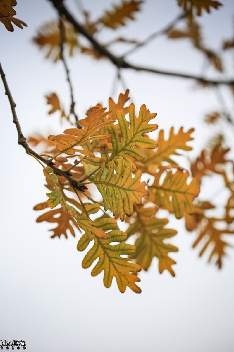 Quercus kotschyana