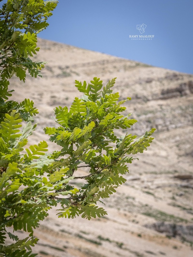 Quercus kotschyana photo 2