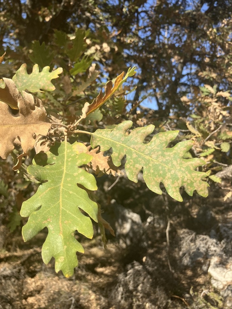 Quercus kotschyana photo 3