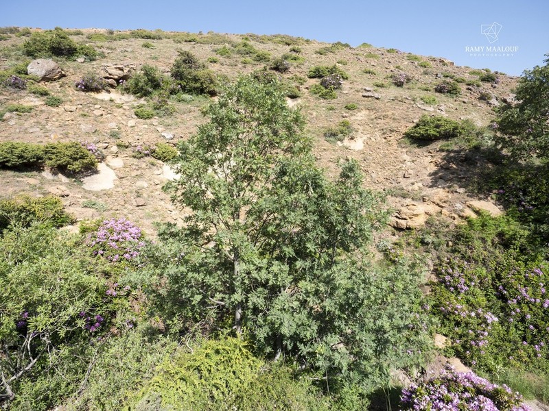 Quercus kotschyana photo 4