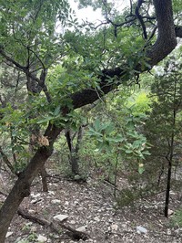 Lacey Oak
