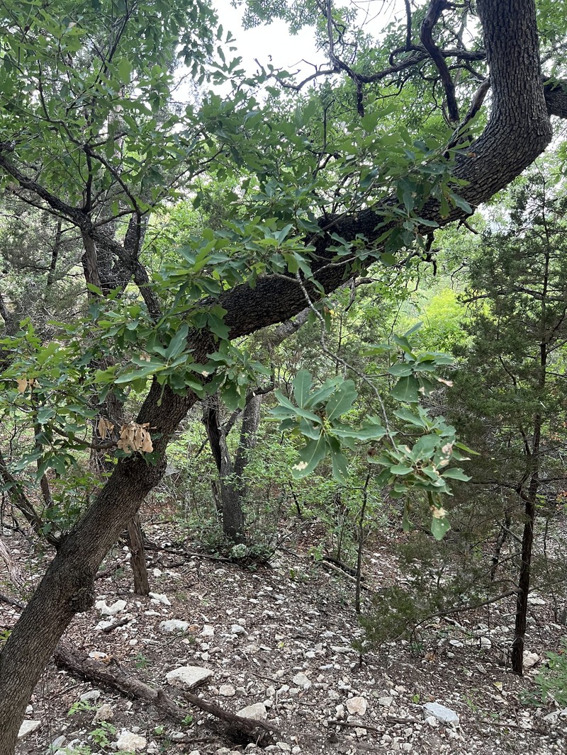 Lacey Oak