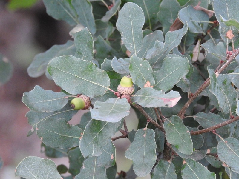 Lacey Oak photo 3