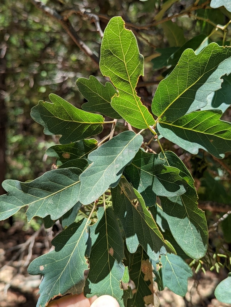 Lacey Oak photo 7