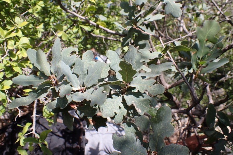 Lacey Oak photo 8