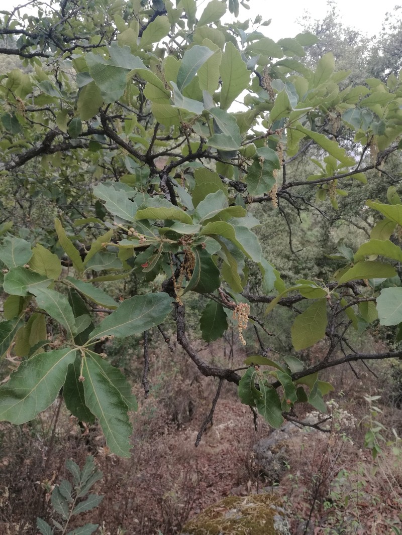 Quercus laeta