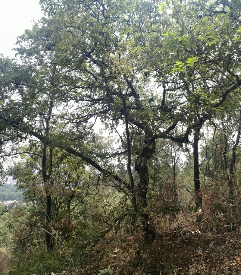 Quercus laeta photo 2