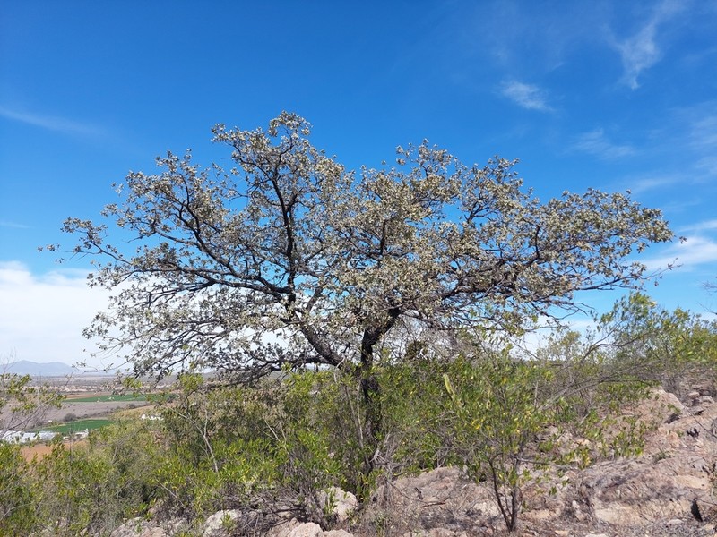 Quercus laeta photo 3