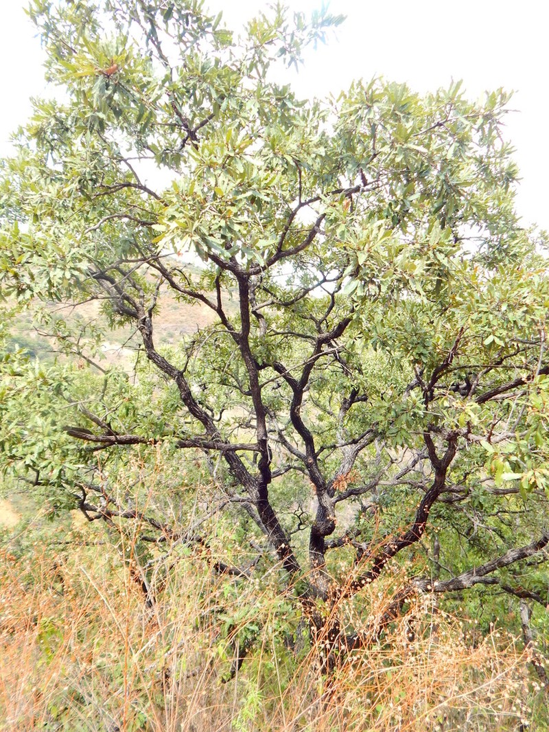 Quercus laeta photo 4