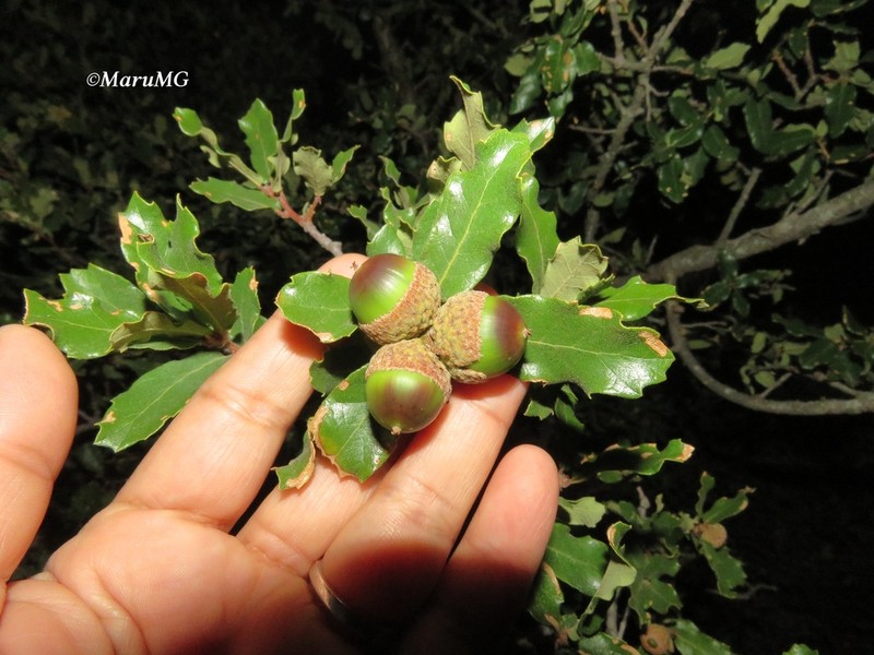Quercus laeta photo 5