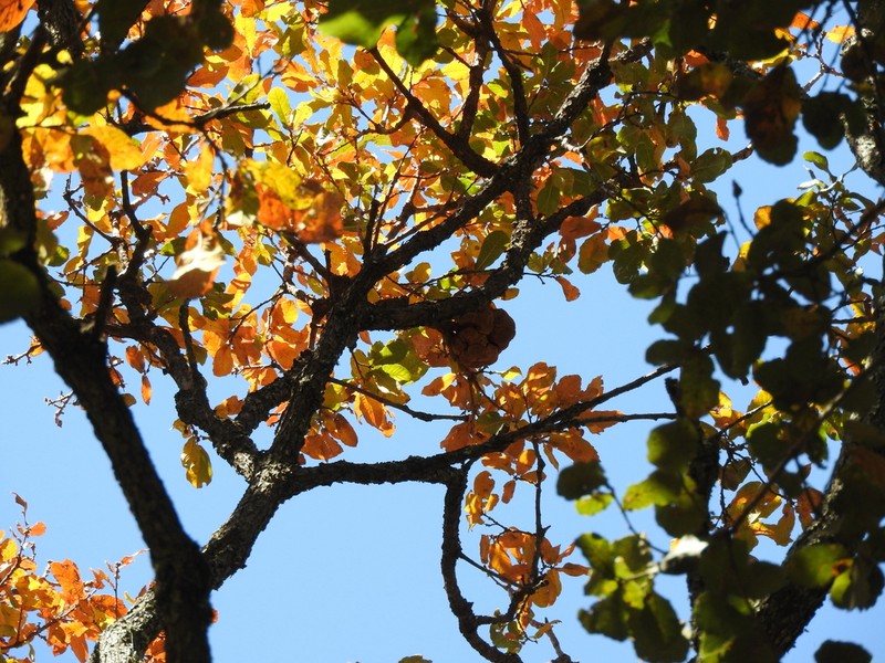 Quercus laeta photo 6
