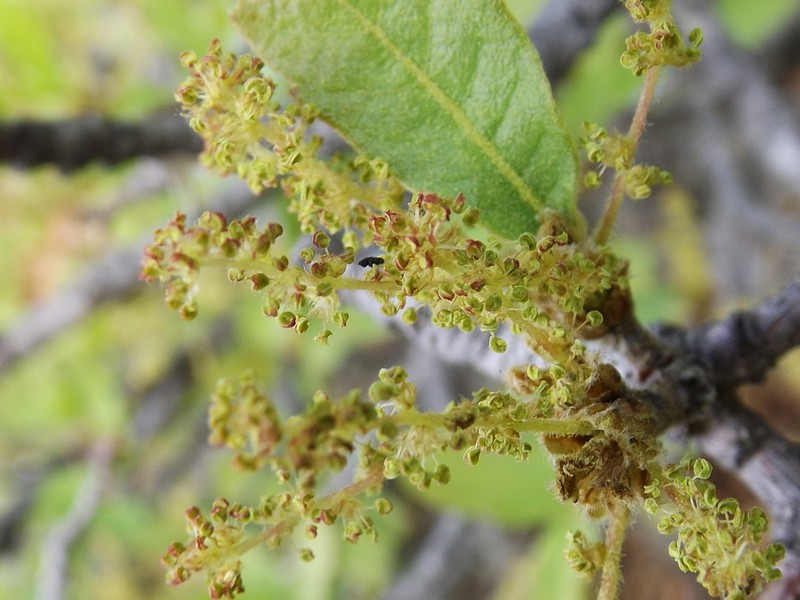 Quercus laeta photo 7