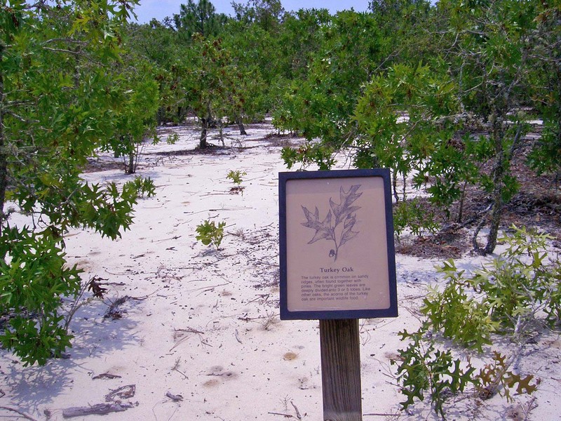 Turkey Oak photo 6