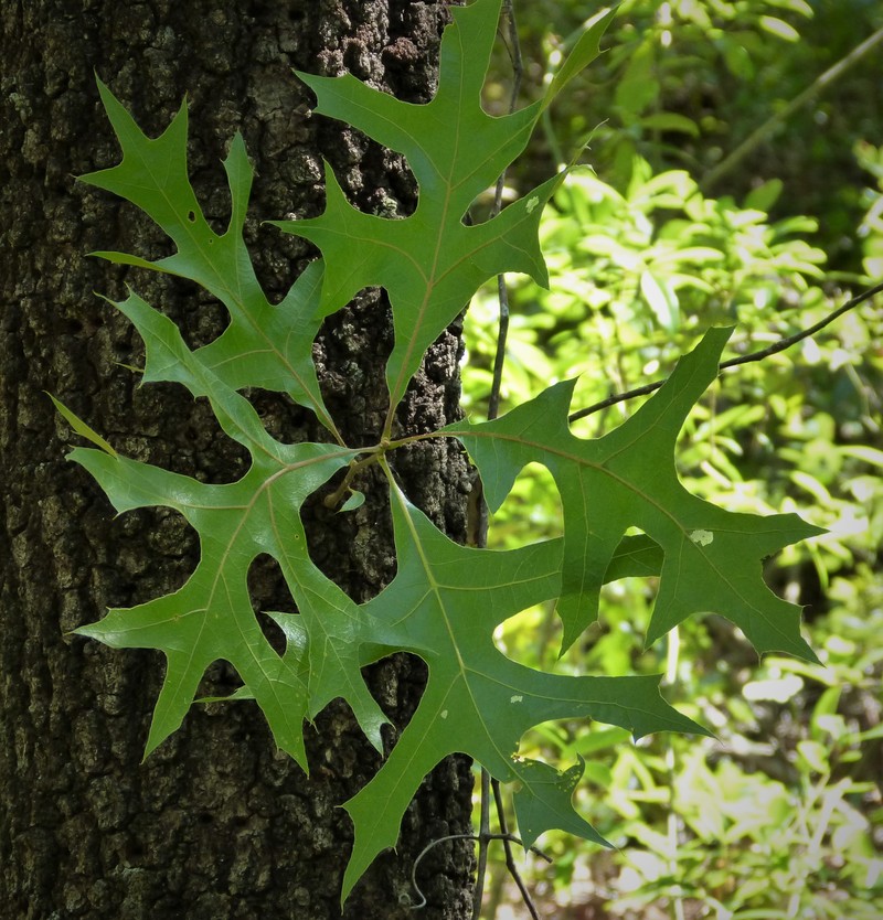 Turkey Oak photo 2