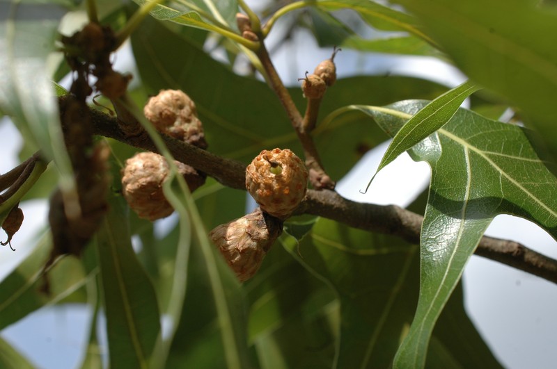 Turkey Oak photo 3
