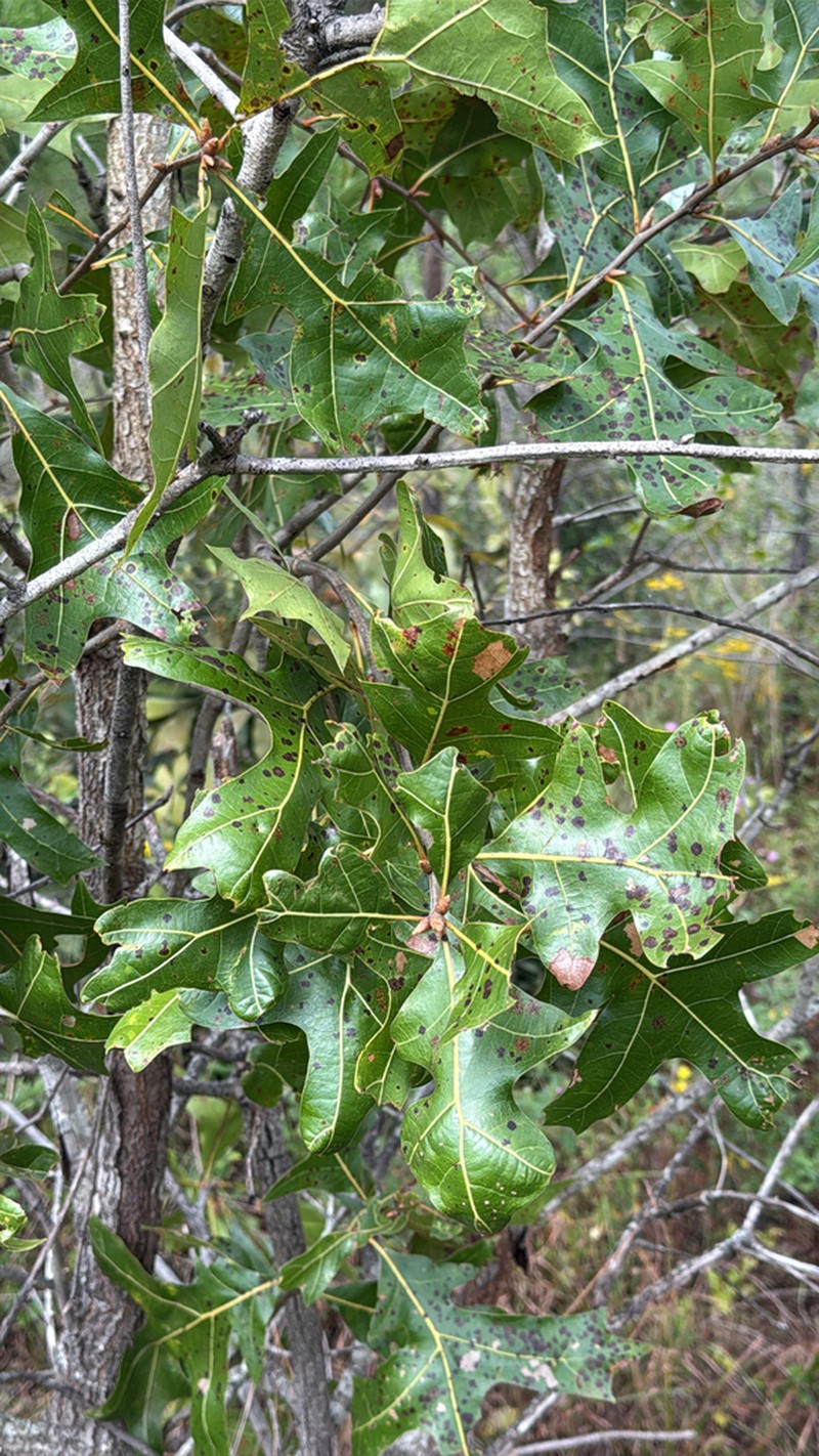 Turkey Oak photo 3