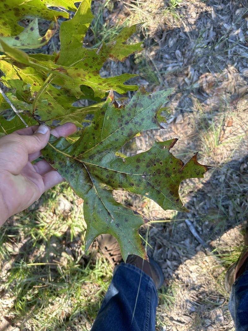 Turkey Oak photo 4