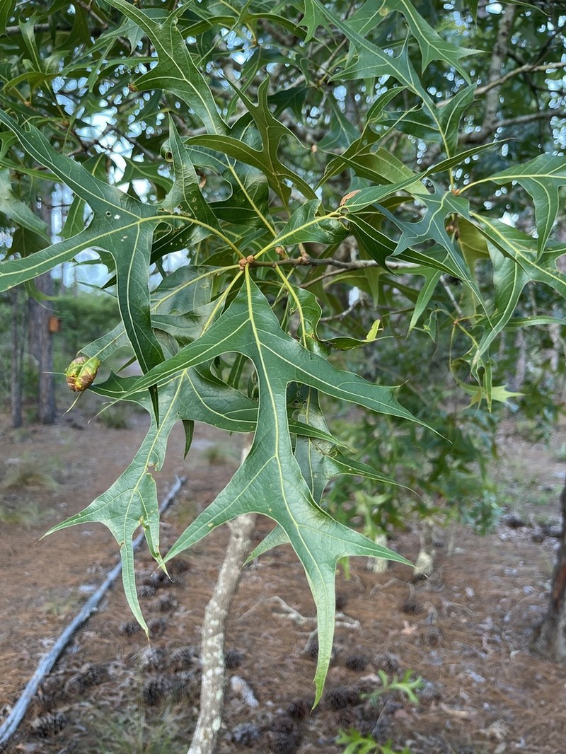 Turkey Oak photo 5