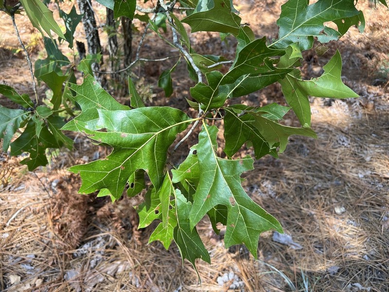 Turkey Oak photo 8