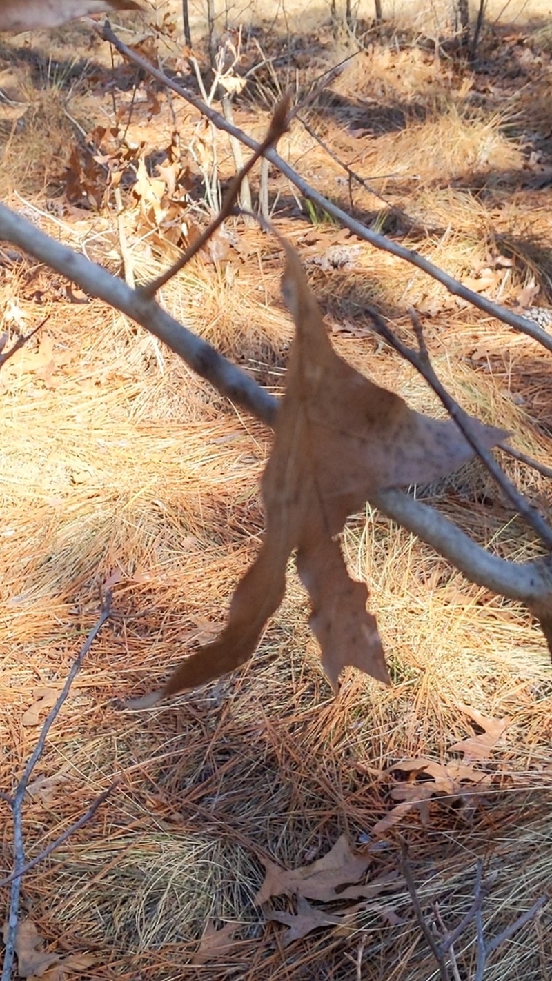 Turkey Oak photo 9