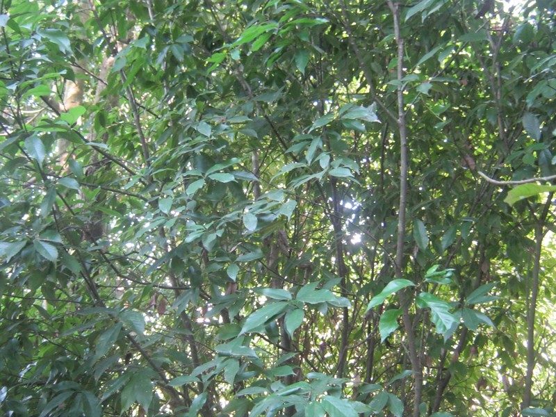 Quercus lamellosa photo 2