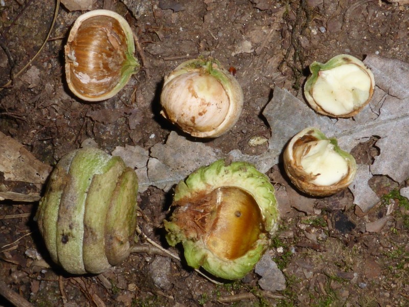 Quercus lamellosa photo 3