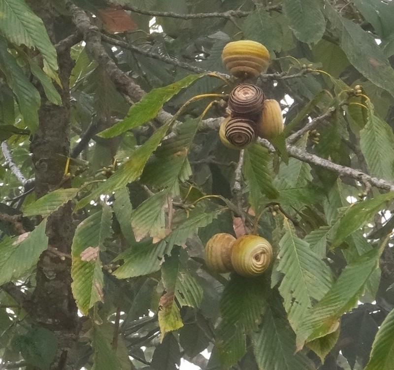 Quercus lamellosa photo 4