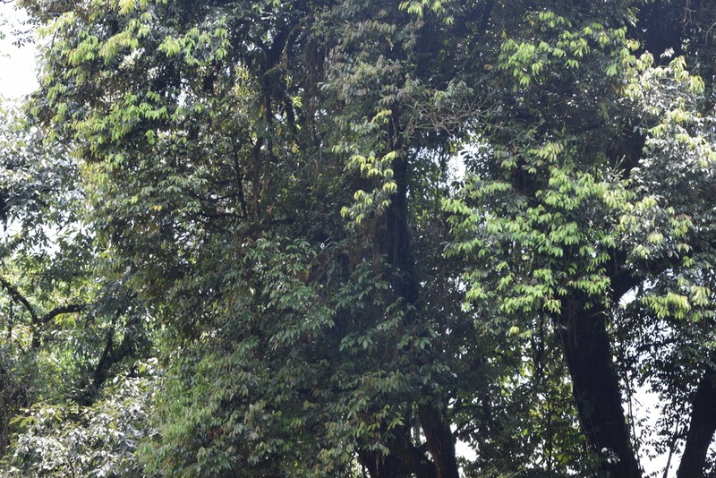 Quercus lamellosa photo 5