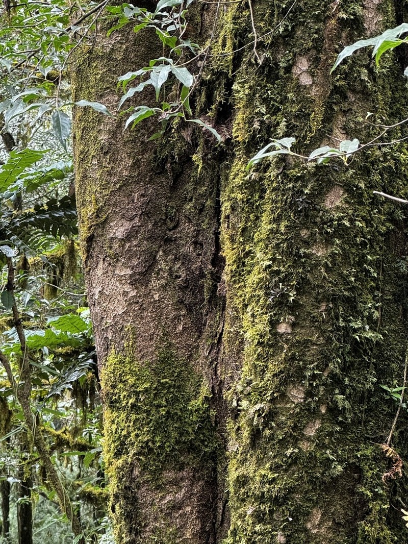 Quercus lamellosa photo 6
