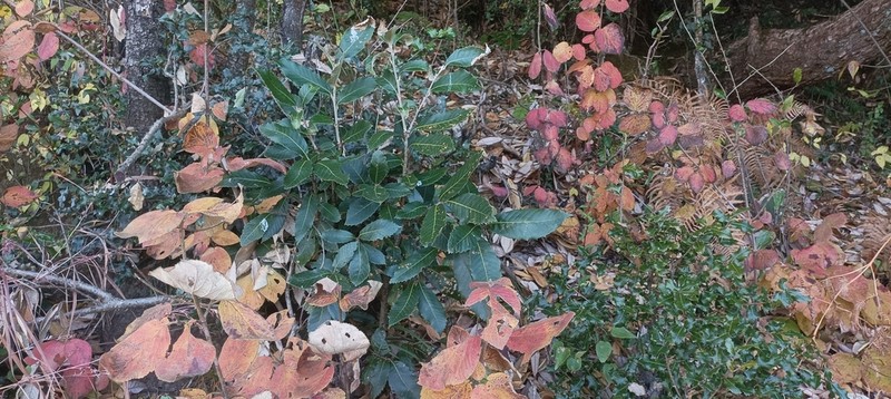 Quercus lanata