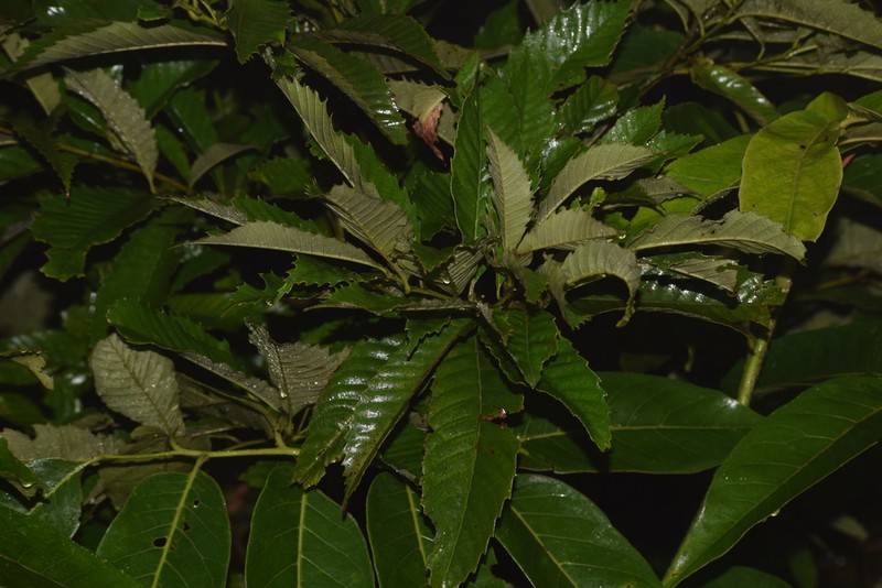 Quercus lanata photo 2