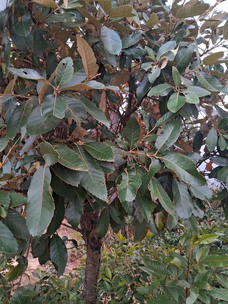 Quercus lanata photo 3
