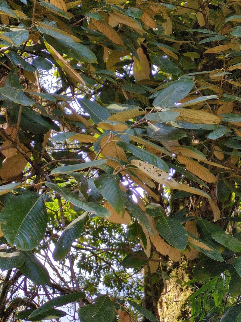 Quercus lanata photo 4