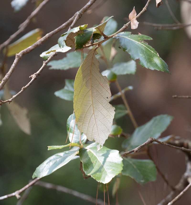 Quercus lanata photo 5
