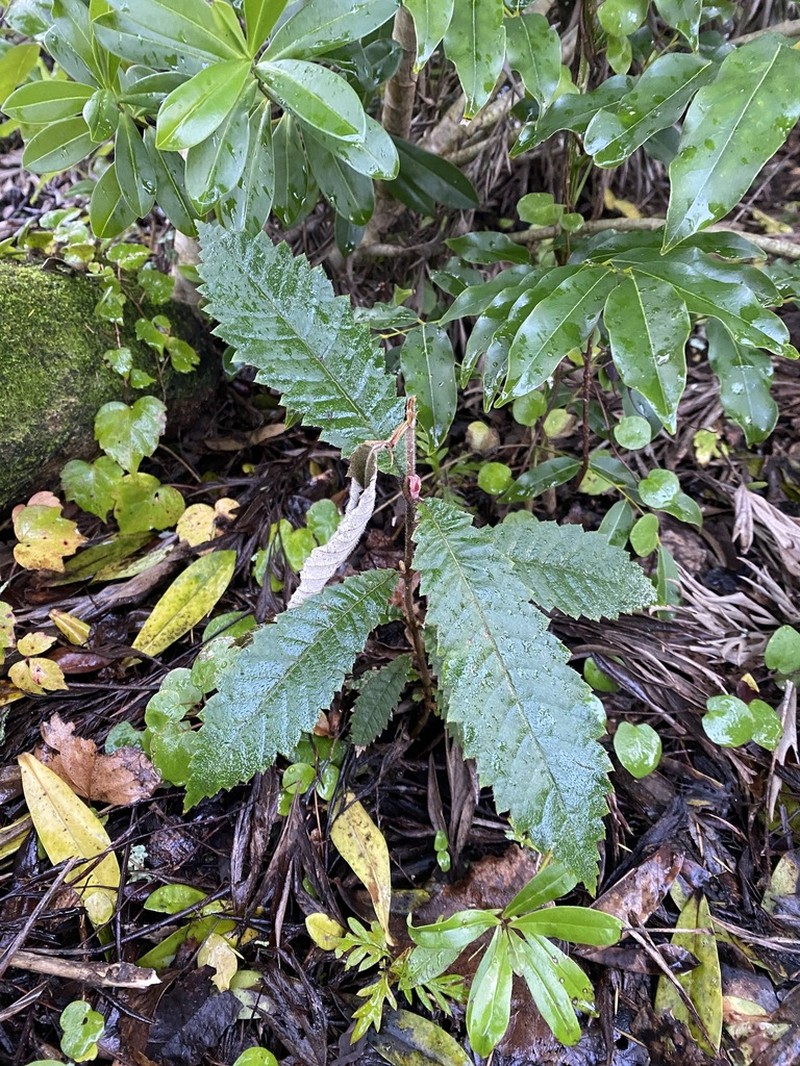 Quercus lanata photo 7
