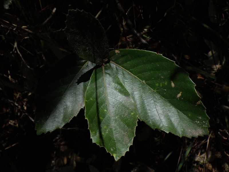 Quercus lanata photo 8