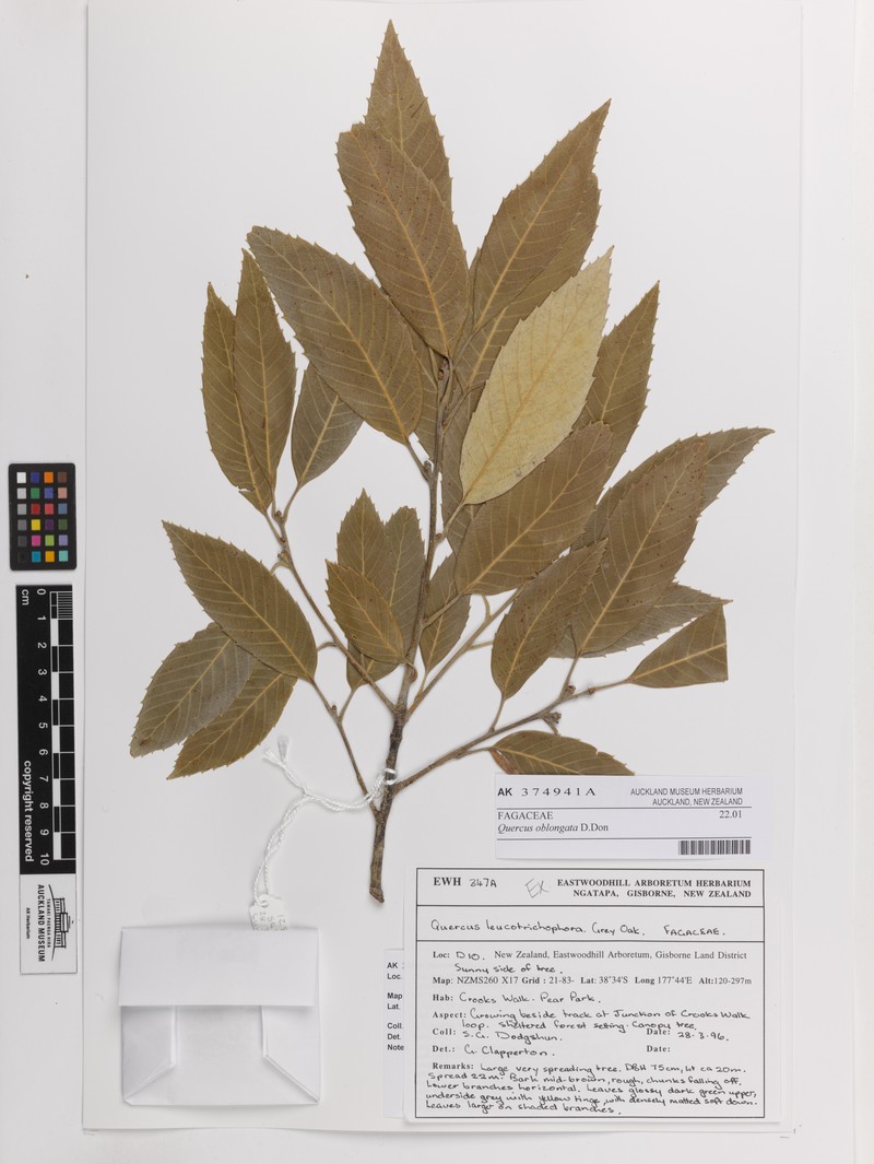 Quercus lanata subsp. lanata