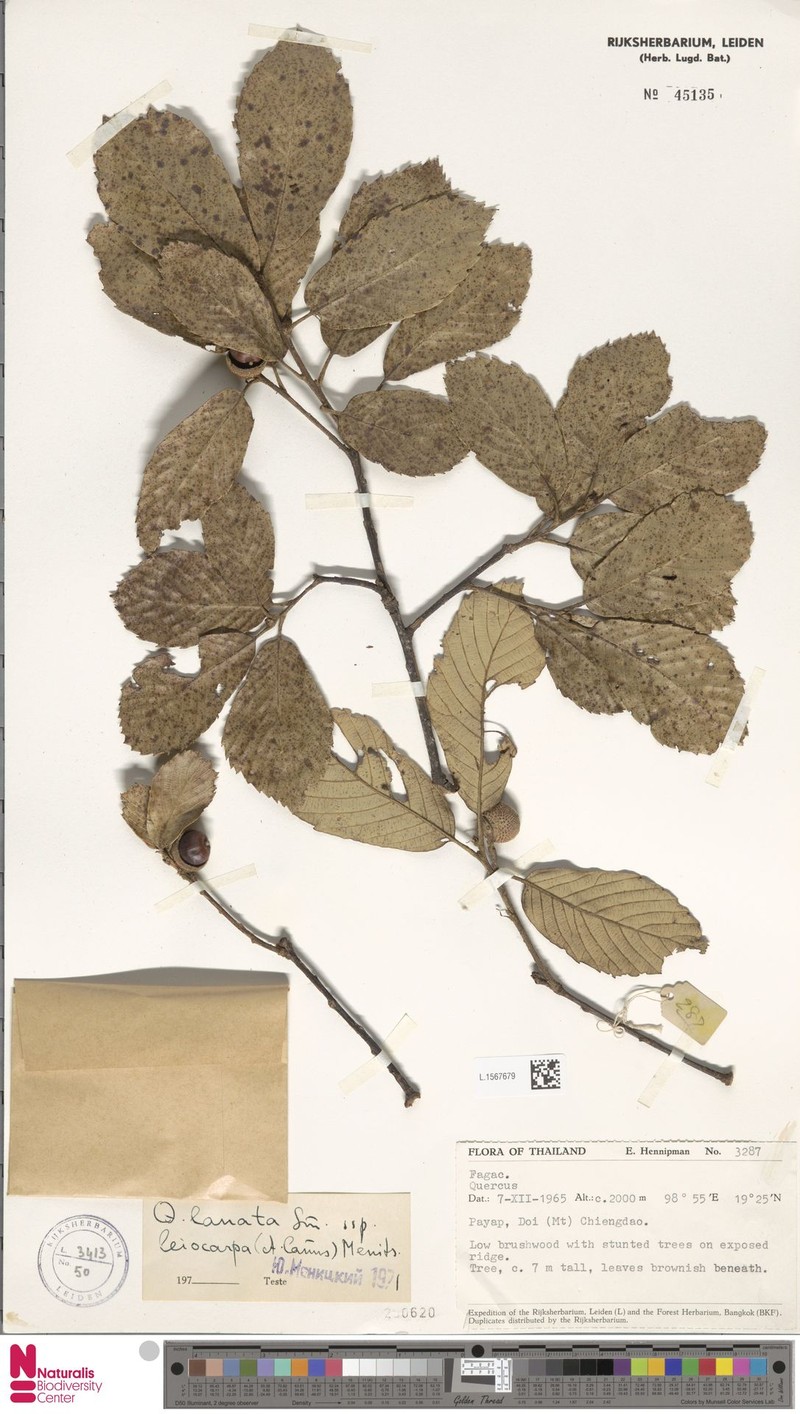Quercus lanata subsp. leiocarpa