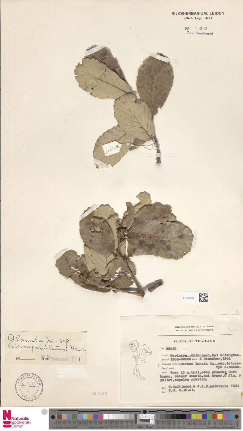 Quercus lanata subsp. leiocarpa photo 2