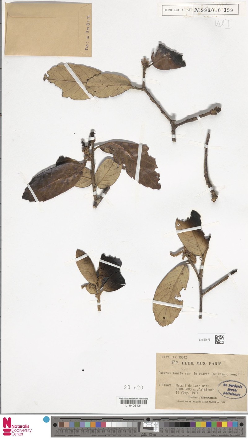 Quercus lanata subsp. leiocarpa photo 3